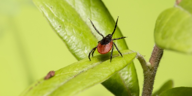 Lyme disease is not the only transmission of ticks