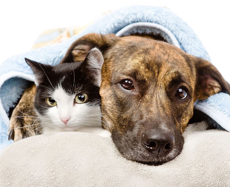 The most common diseases transmitted by pets to humans
