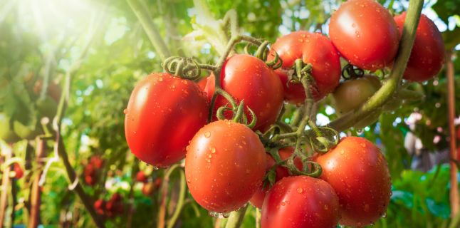 Вещи, которые вы не знали о помидорах и их преимуществах