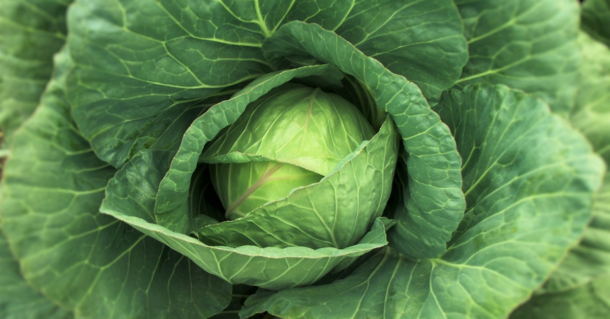 Autumn Diet: Weak with cabbage soup