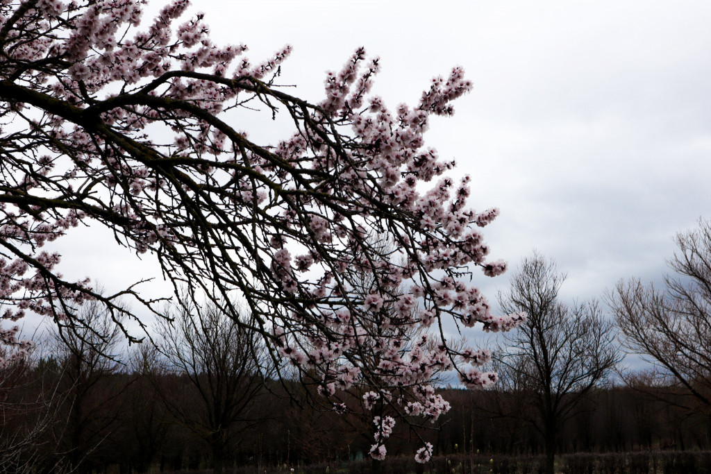 (photo) Shades of pink and white in full spring.