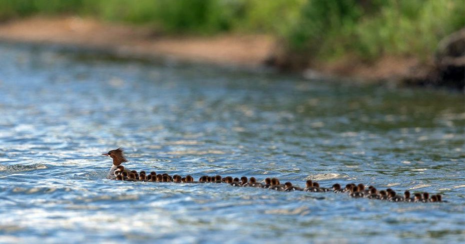 (photo) A duck and 76 dicks.