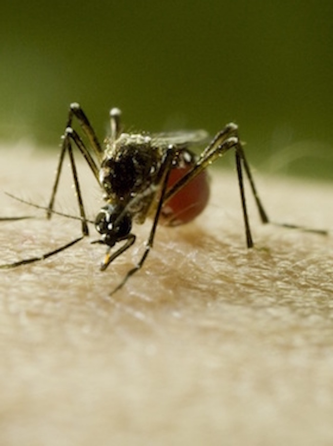 De ce sunt periculoşi ţanţarii: un entomolog american explică!