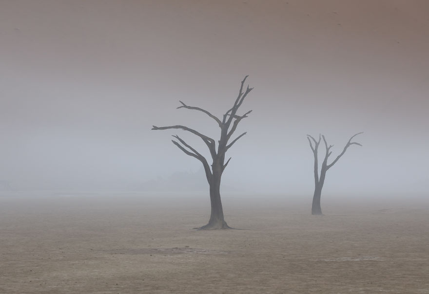 (foto)   Copaci morți    i n ceața pustiului.