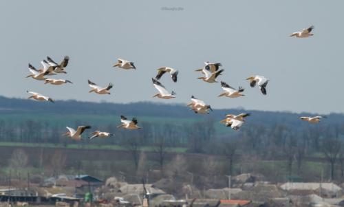 Several pelicans were photographed in March in Moldova.