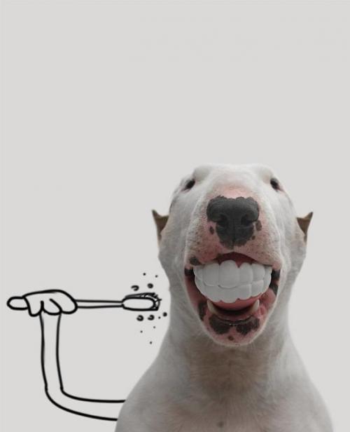 (foto) Un ilustratorul brazilian   a dat viață pereților goi   cu ajutorul prietenului său patruped