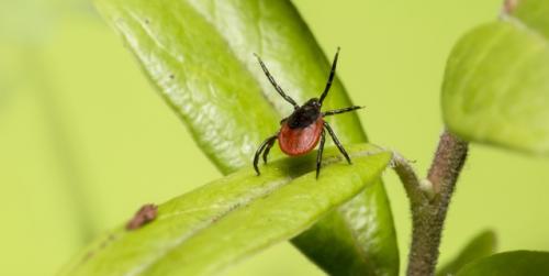 Lyme disease is not the only transmission of ticks