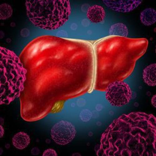 Hepatic stem cells with high levels of telomerase could contribute to liver regeneration