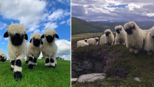 (photo) The cutest sheep in the world originate from Switzerland.