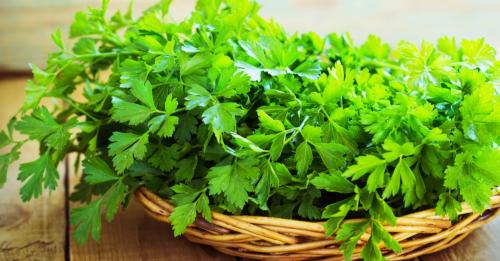 Green parsley, less well-known health benefits