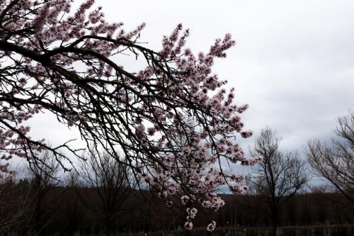 (foto) Nuanțe de roz și alb în plină primăvară.