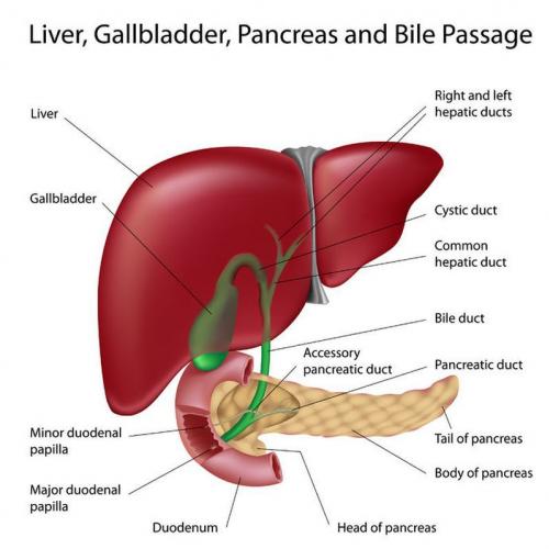 Biliary gall bladder (gallbladder), her serious illnesses and her allowance