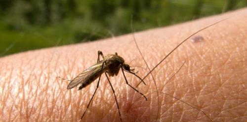 Mosquitoes, carriers of human communicable diseases