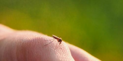 Вирус Западного Нила - как проявляется эта болезнь комаров