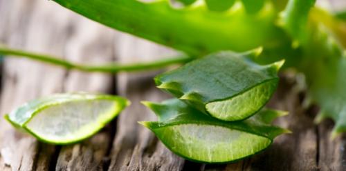 The miraculous properties of the aloe vera plant