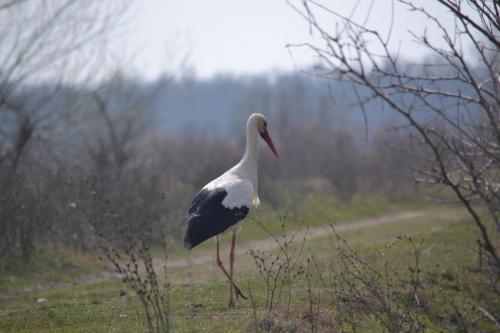 (photo) The storks have arrived home! 
