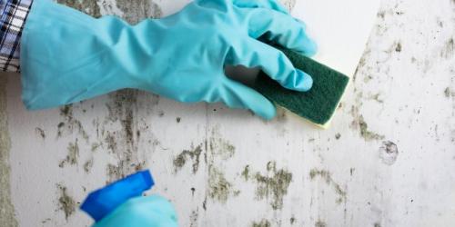 House mold - what diseases do you expose and how can you get rid of it?
